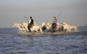 chambre d hote gay camargue