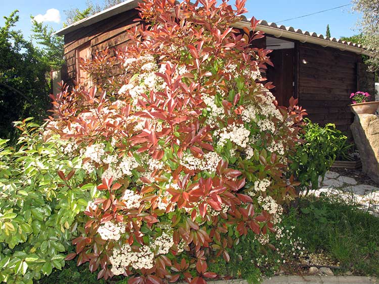 Jardin Uchaud Villa Ragazzi Chambre d hote gard28
