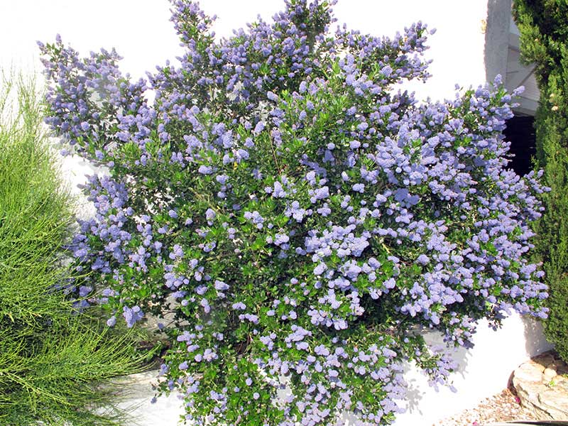 Jardin Uchaud Villa Ragazzi Chambre d hote gard29