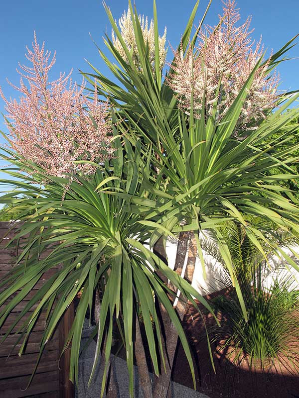Jardin Uchaud Villa Ragazzi Chambre d hote gard30