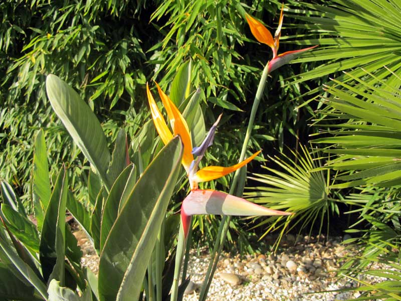 Jardin Uchaud Villa Ragazzi Chambre d hote gard37
