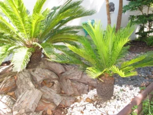 Jardin Uchaux Villa Ragazzi Chambre d hote gay